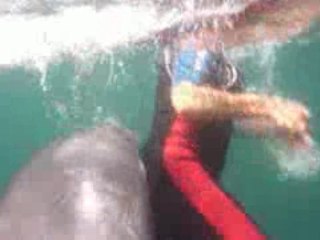 dauphin des cotes d armor lilou