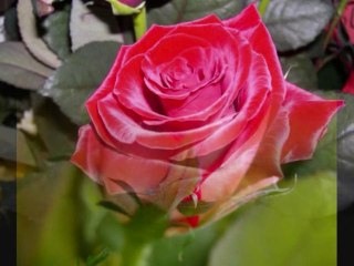 ümit yolaçan57Gönül AKKORzaman kötü korkuyorum gitme sevgilm