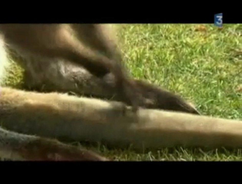 Le Wallaby