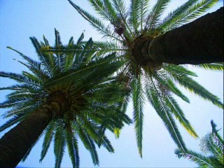 CALIFORNIA DREAMIN' BY MAMAS & PAPAS -INTERPR. E. VAN-MOHR