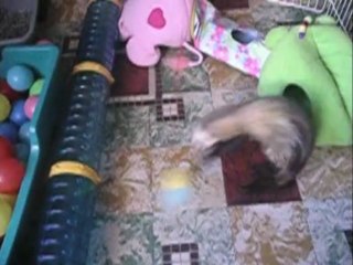 Horatio Cody's Ferret asbl