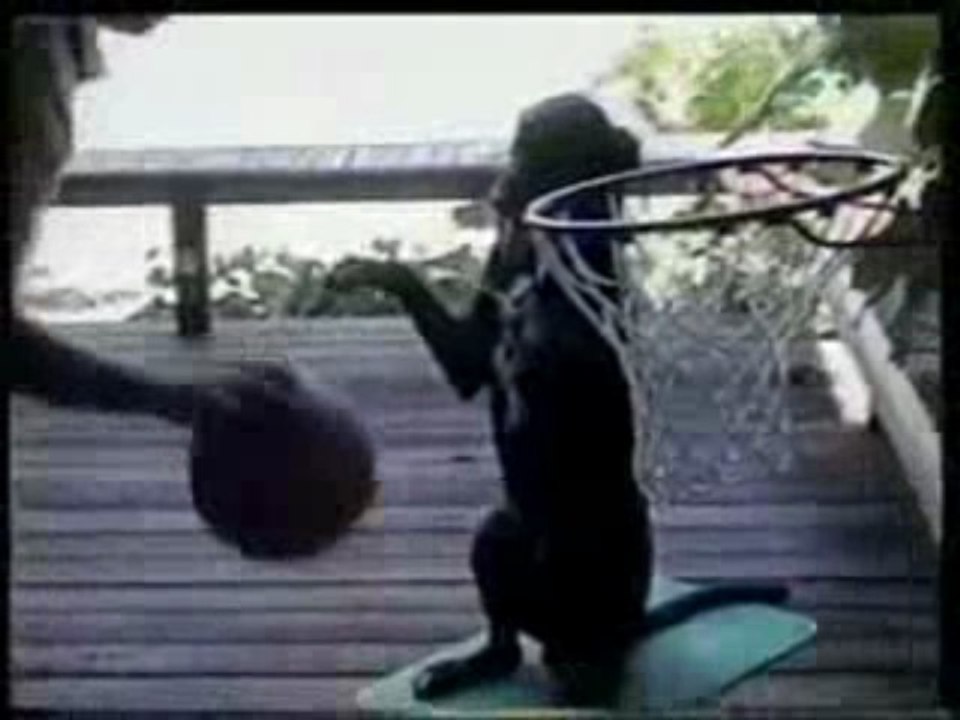 Basketball dog