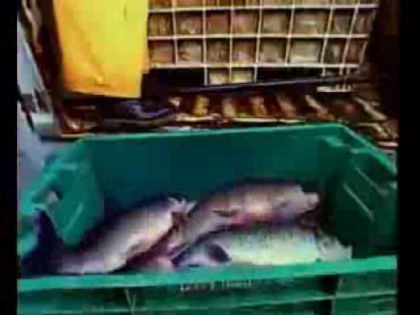 Dog Eat Dog Who's the King