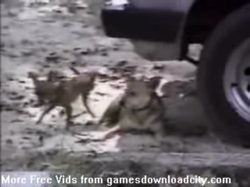 Dogs Duel