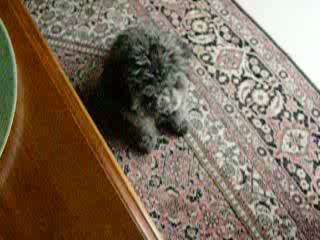 ALTO ET ETOILE NOVEMBRE 2009