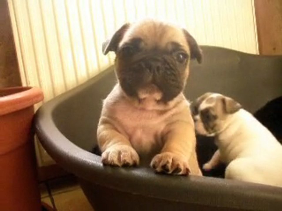 rose,bubba et eliott 6 semaines