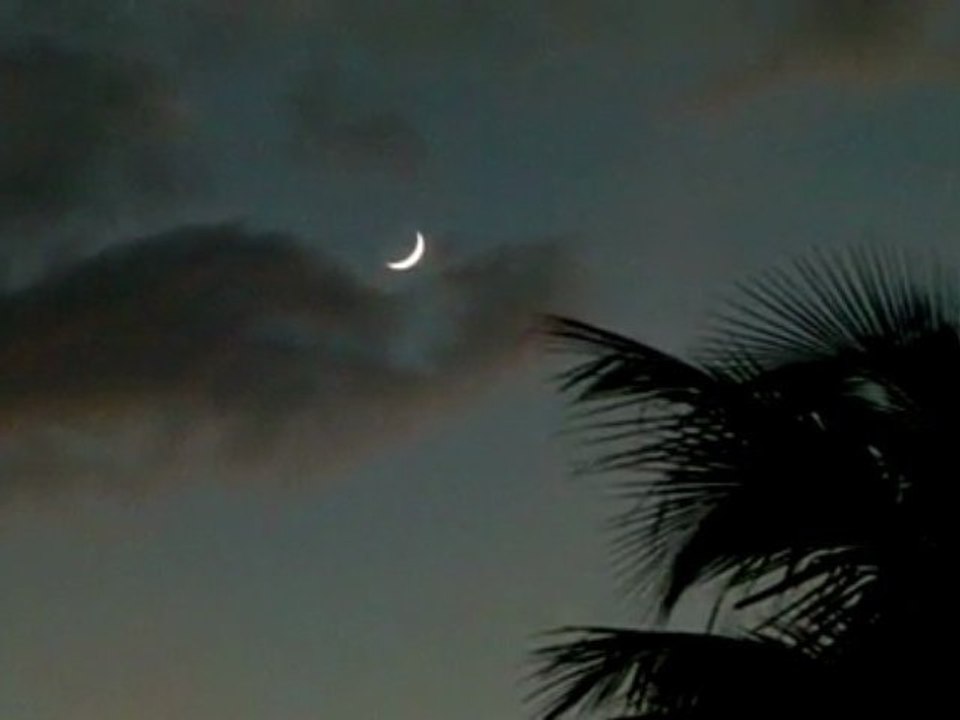 Palmmoon
