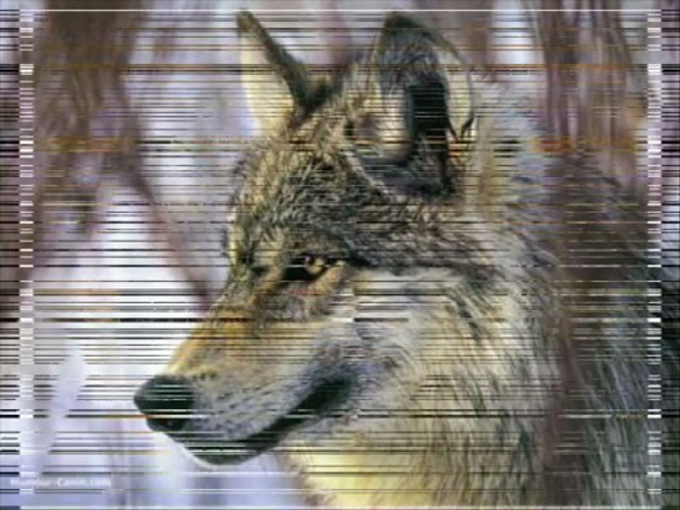 loup gris 2