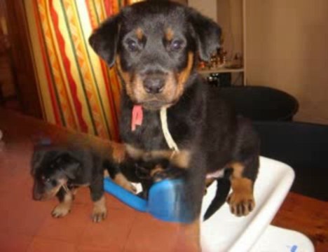 Chiots lof bergers de beauce à vendre à Vernon