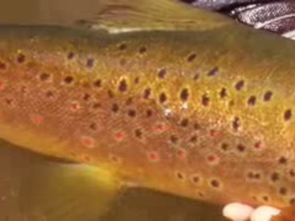 New Zealand - Once in a Blue Moon