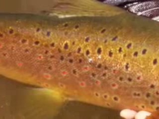 New Zealand - Once in a Blue Moon