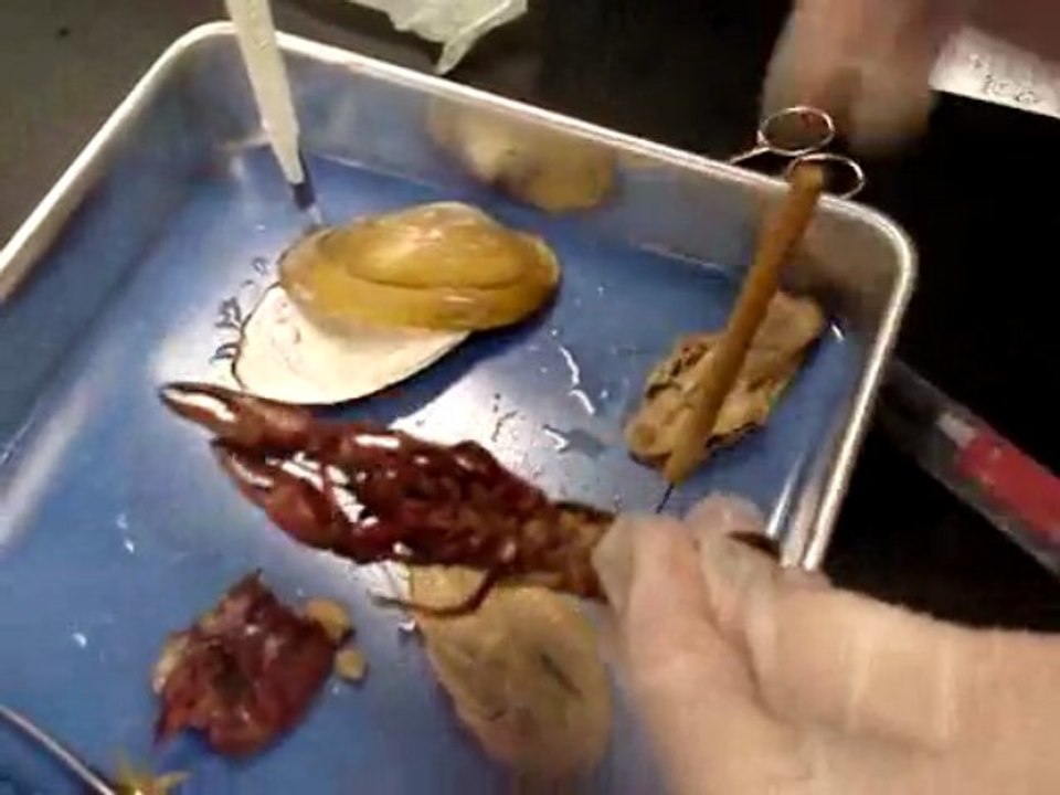 BIOL 1108 Lab Final Video