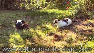 CHIEN? CHAT & TAUPE - DOG, CAT & MOLE