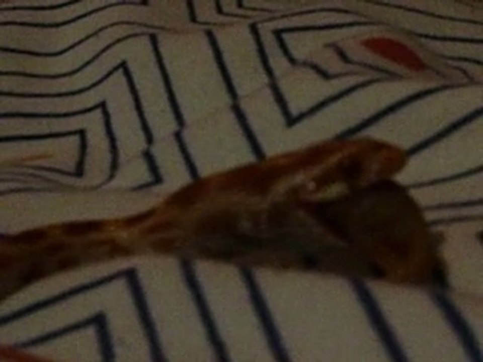 Elaphe Guttata mange un Rosé