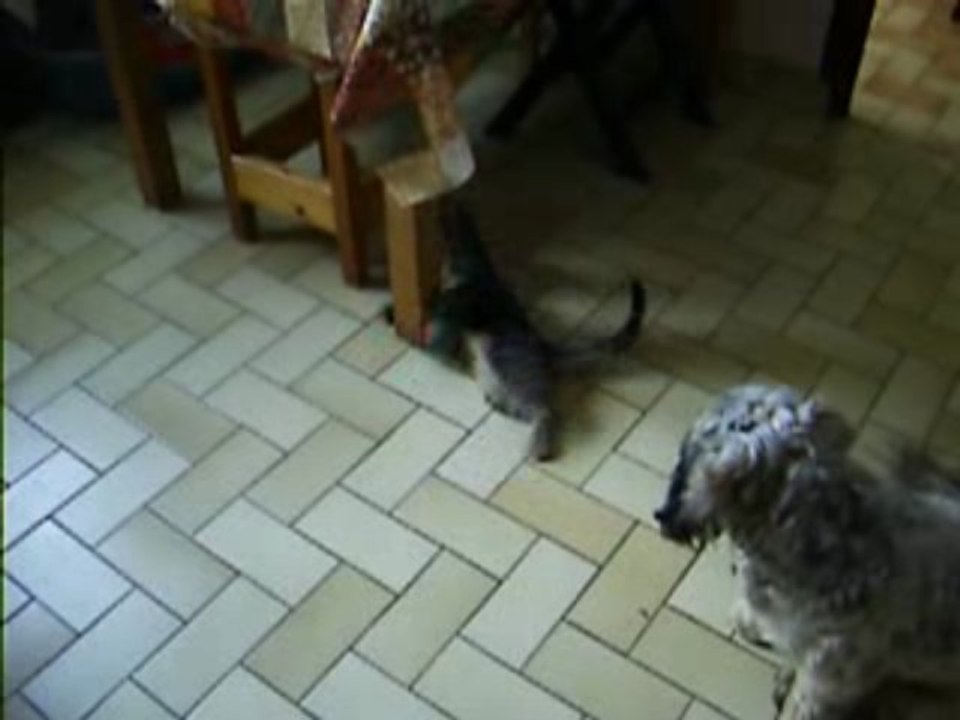 les chiens