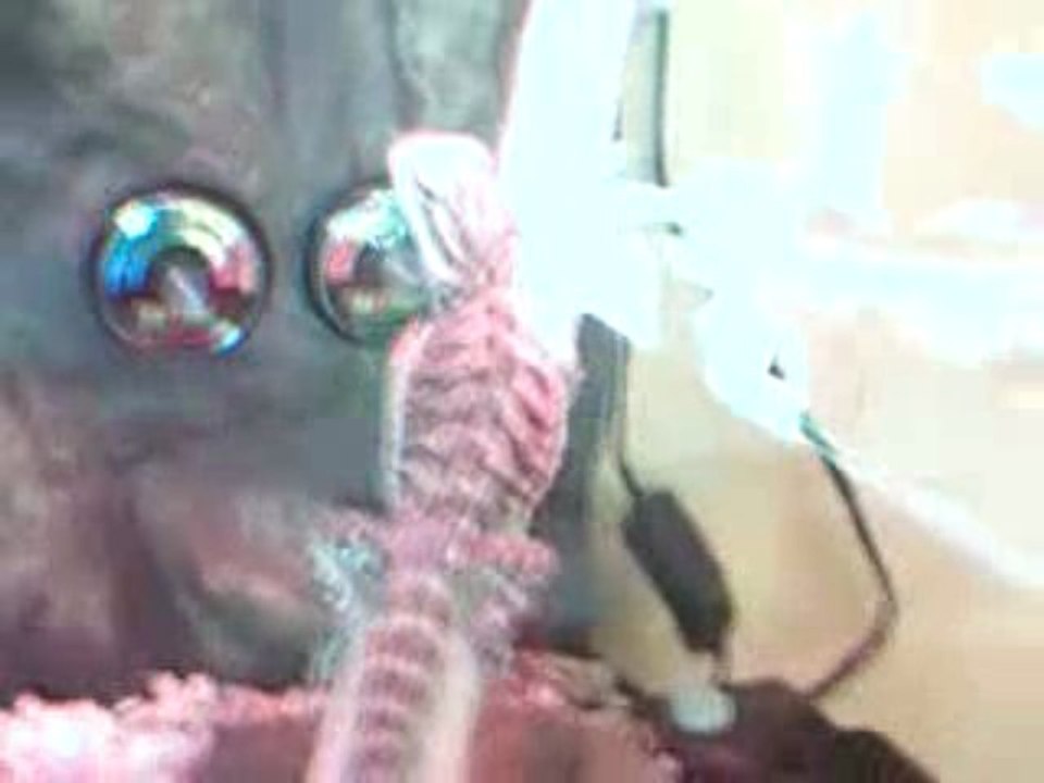 pogona red tachu de 3 mois