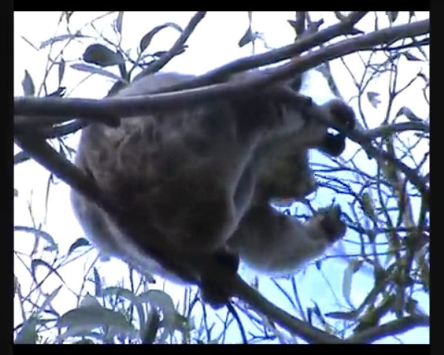 Koala spiace i zerujace