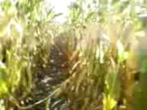 moi jdi vive les champs avec mathieu