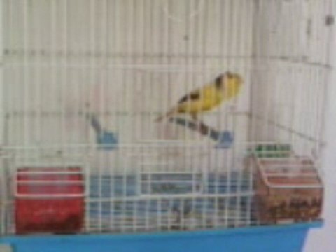 flawta younes khadraoui 2009