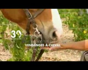 Alain GHAZAL | 30 Millions d'Amis