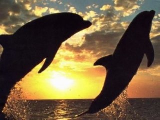 Les artistes des mers, delphinidés au crépuscule_0003