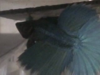 Betta splendens, voiles longs, Bleu turquoise brother.