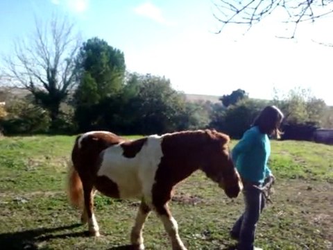 Bufalo petit poney shetland !!