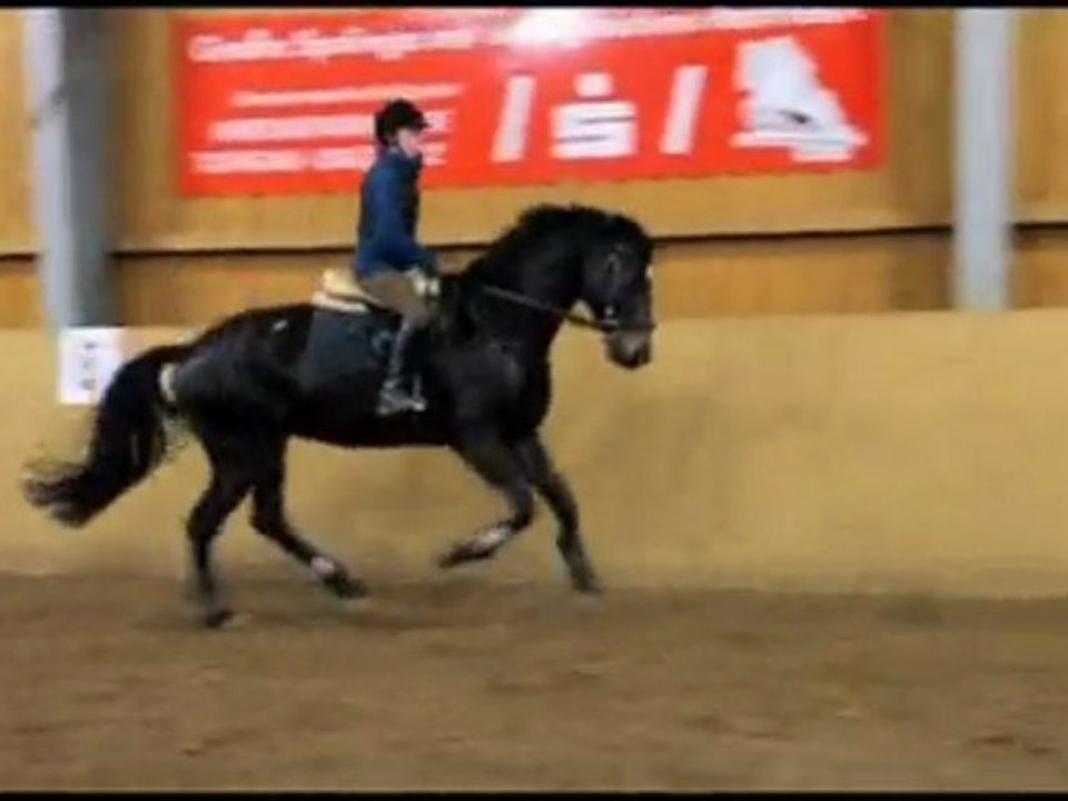 Pferd Probereiten - Black Beauty