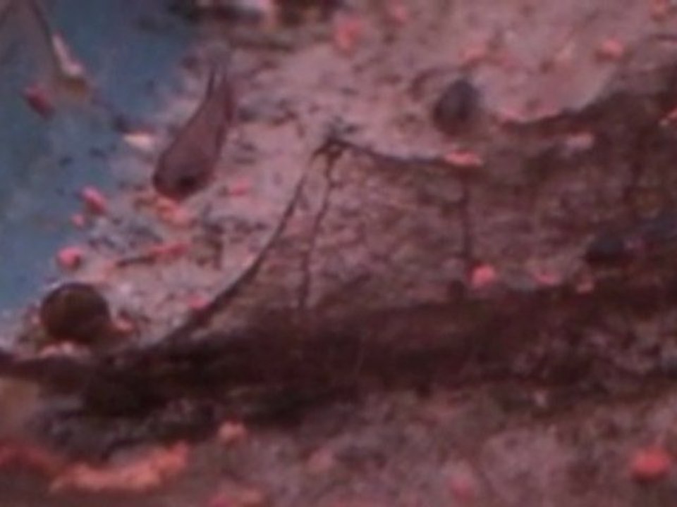 Betta splendens, jeunes plakat souche X / Suporn (1.5 mois).