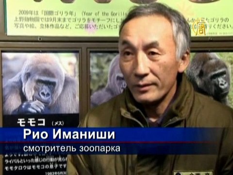 Детеныш гориллы родился в токийском зоопарке