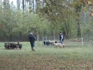 Ever Troupeau 2009-2