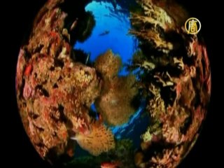 Конкурс подводной видео- и фотосъёмки прошёл в Израиле