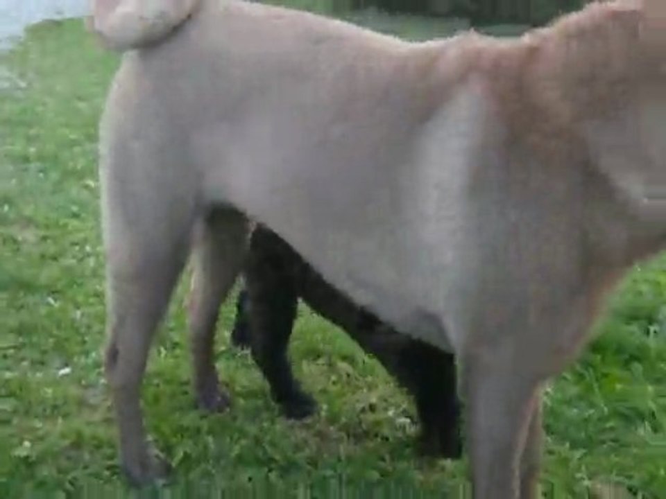 Edsel du Bois de l'Altaïr