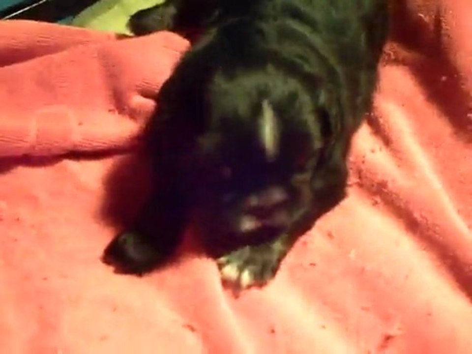 CLIP0022ENGELA171009