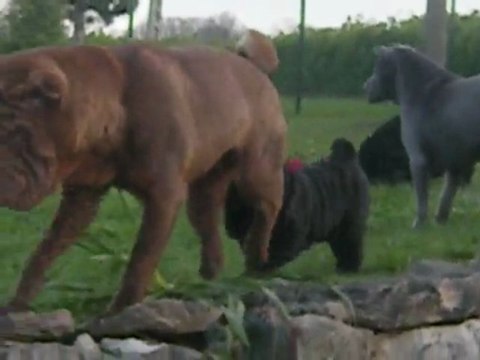 Enki du Bois de l'Altaïr