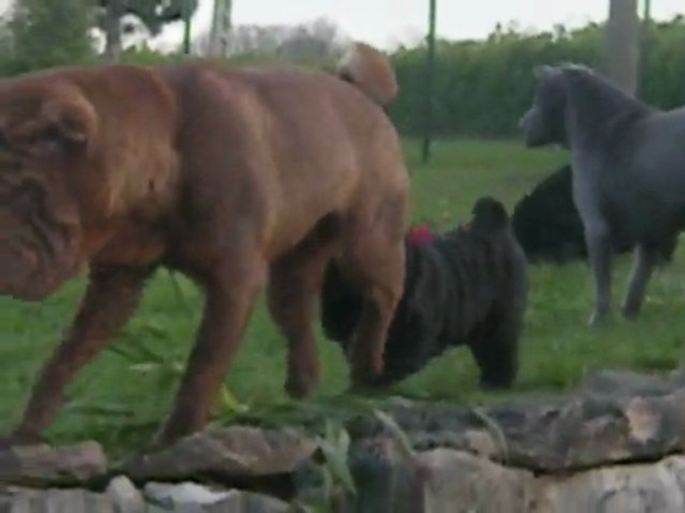 Enki du Bois de l'Altaïr