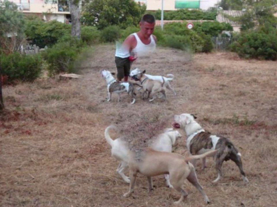 Kheops et Enzo american staffordshire terrier