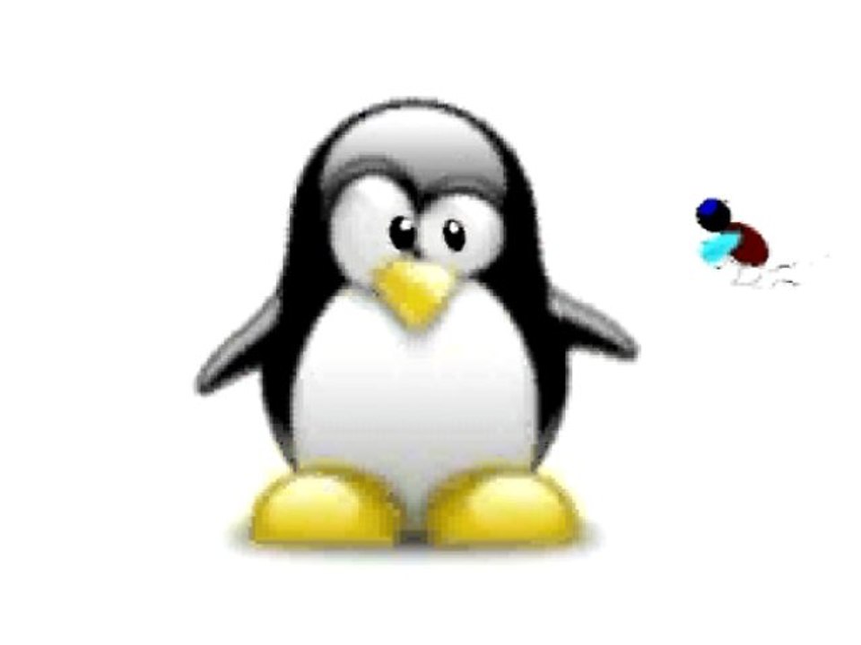 pingouin pet