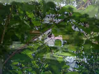 BARRO COROLADO TOUR X VILLA MICHELLE TRAVEL GUIDE