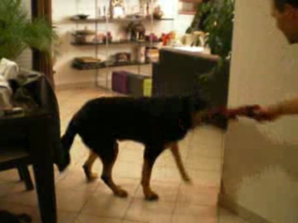 junior