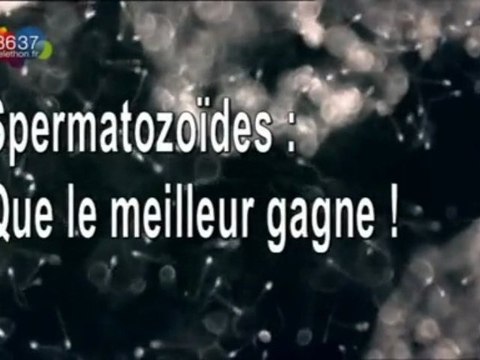 spermatozoïdes, que le meilleur gagne 1_3