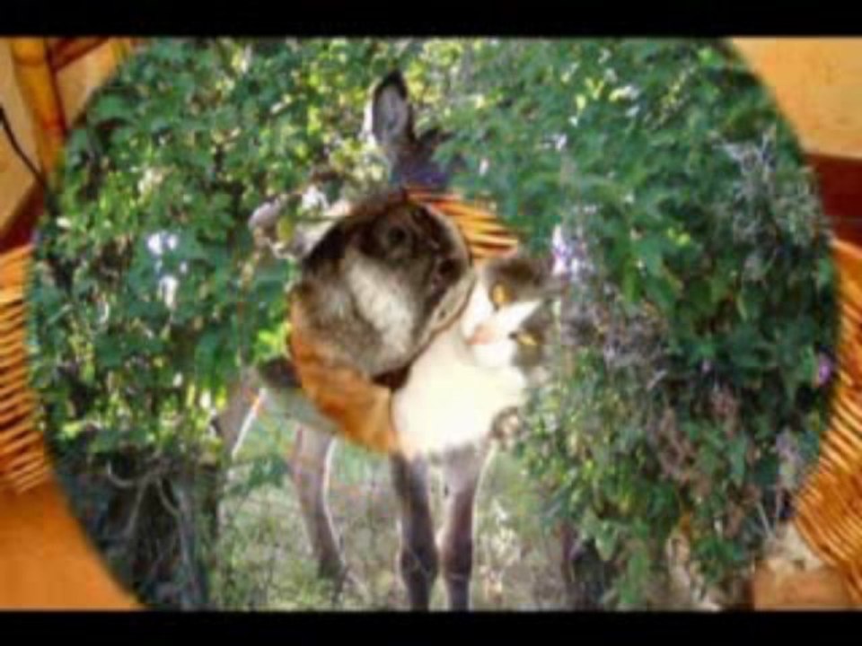 les animaux