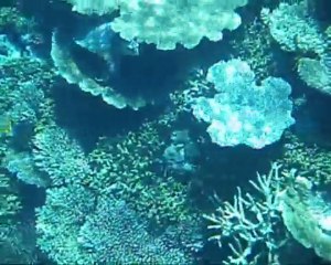 Snorkeling aux Maldives