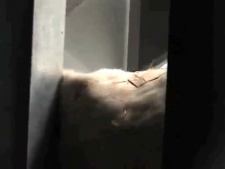 Espèce inconnue en quarantaine au zoo de Granby