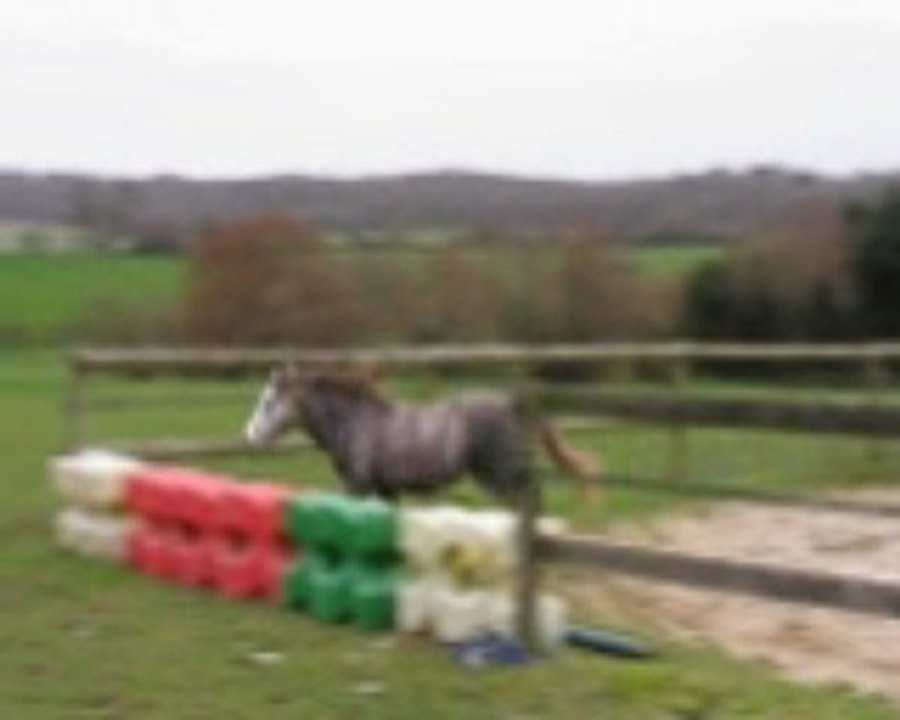 Ysselvliedts Ruby Tuesday welsh A