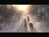 Canada : Chiens de traineau