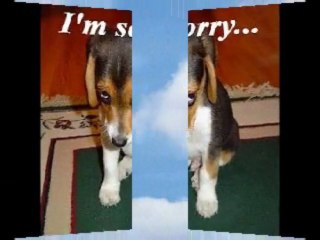 Carpet Cleaning Virginia Beach