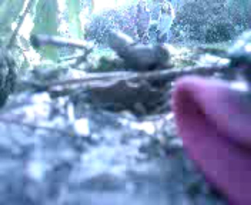 Fissure de la plante Mdrr.