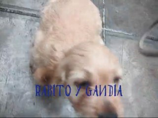 Rabito y Gandia