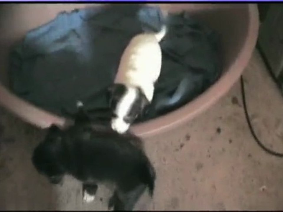 les chiots de bouba